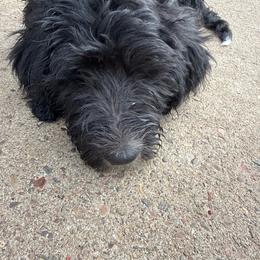Girl 4 hot pink collar - Black and white female Sheepadoodle puppy in Eleva, Wisconsin from Molly’s Doodles