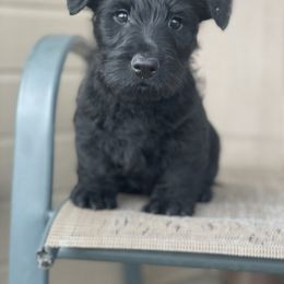 Scottish Terrier Puppies from Heart of America Scotties