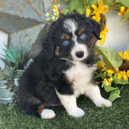 Emerald - Black tri male Toy Australian Shepherd puppy in Granbury, Texas from Texas Miniature Aussies