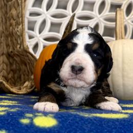 Boy 4 - Tri-color male Bernedoodle puppy in Russiaville, Indiana from Pleasant Creek Minibernedoodles