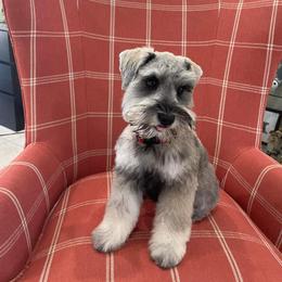 Miniature Schnauzer Puppies from JC miniature schnauzers