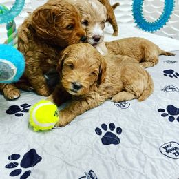 Goldendoodle Puppies from Kings Royal Mini Doodles by King Farms