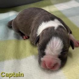 Captain - Blue male American Staffordshire Terrier puppy in Clintwood, Virginia from SkyBlue Kennel