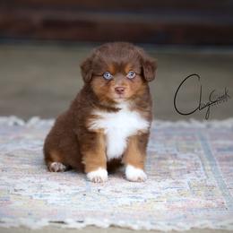 Orbit - Red tri male Toy Australian Shepherd puppy in Prague, Oklahoma from Clay Creek Aussies