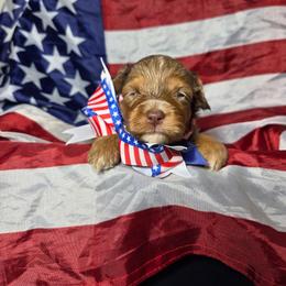 Chai - Red merle female Aussiedoodle puppy in Haleyville, Alabama from The Cuddly Dood Ranch