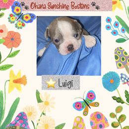 Boston Terrier Puppies from Ohana Sunshine Bostons