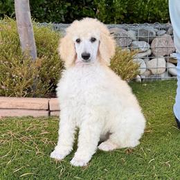 Eevie - White female Poodle puppy in Roseville, California from Aura & Luxe Poodles