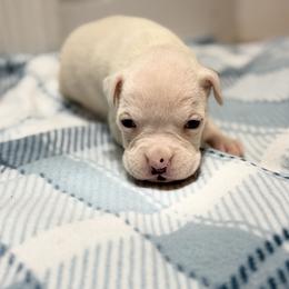 Boy 5 - White male Boxer puppy in Prestonsburg, Kentucky from Bre’s Boxers