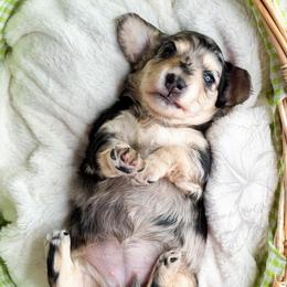 Coral - Dapple female Dachshund puppy in Redding, California from Jean & Mae Doxies