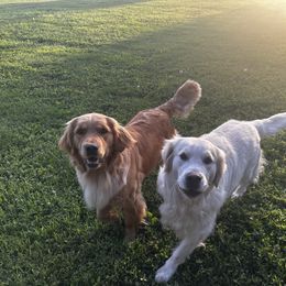 Golden Retriever puppies from Columbia Ridge Goldens