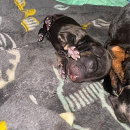Chewy - Black and tan male Dachshund puppy in Meridian, Id 83646 3658, Idaho from Boise Best Mini Dachshunds