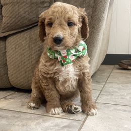 Nutmeg - Apricot male Goldendoodle puppy in Sugarcreek, Ohio from True Hearted Doodles