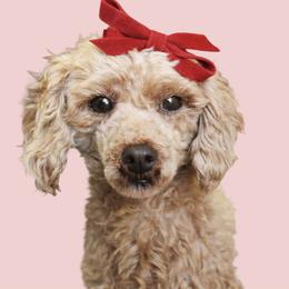 Cotton - Poodle