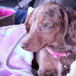 Dachshunds from Tristan Mini Dachshunds