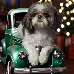 Roxie - Shih Tzu