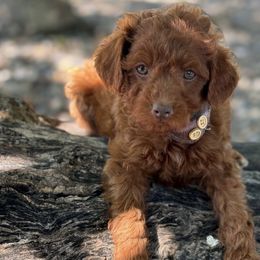 Poodles from Mahlon's Poodles