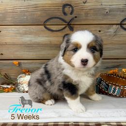 Trevor Brazile - Blue merle male Miniature Australian Shepherd puppy in El Dorado Springs, Missouri from OR Aussies