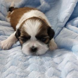 Animal Muppet - Liver and white male Shih Tzu puppy in Buffalo, New York from Shih Tzu's by Jen