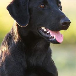 Labrador Retrievers from Shade Tree Kennels LLC