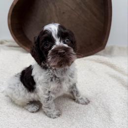 Mercy - Chocolate female Australian Labradoodle puppy in Denton, Texas from Liberty Hill Labradoodles