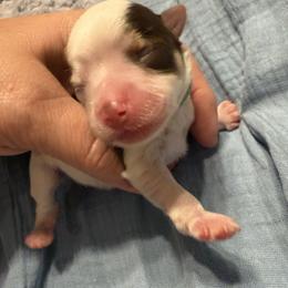 Arthur - Chocolate, tan and white male Yorkshire Terrier puppy in Tangipahoa County, Louisiana from Riche’ Louisiana Yorkies