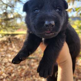 Holly Berry (Drk Pink) - German Shepherd puppy from Reddington Shepherds