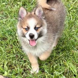 Buzz - Wolf sable male Pomsky puppy in Harford Mills, New York from Finger Lakes Pomskies