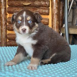 Chloe - Red tri-color female Australian Shepherd puppy in Howardsville, Virginia from Spectacular Aussies and Cavaliers