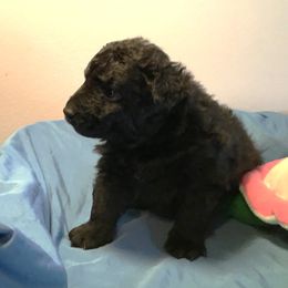 Mudi Puppies from Magik Mudi Kennel