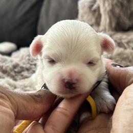 Michelangelo - White male Maltipoo puppy in Raleigh, North Carolina from Loveable Litters