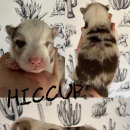 Hiccup - Red merle male Border Collie puppy in Sanger, California from Flying M Cactus Ranch Buddies