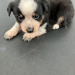 Oreo - Blue male Australian Cattle Dog puppy in Lancaster, Minnesota from Weleski Chocolate Heelers
