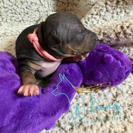 Kismet - Black tan and white female American Hairless Terrier puppy in Smith Center, Kansas from Wilsong Kennel