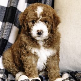 Green Boy - Bernedoodle puppy from Duneland Doodles