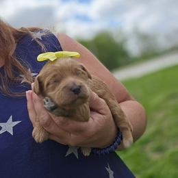 Louise - Red  female Goldendoodle puppy in Crawfordsville, Iowa from DoodleBlessings