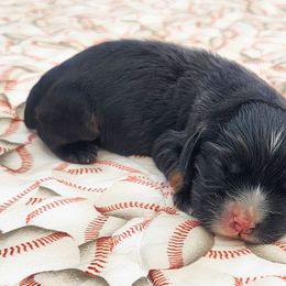Green Boy - Black and tan male Cocker Spaniel puppy in Beggs, Oklahoma from Southern Country Cockers