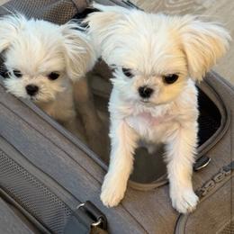 Maltese and Yorkshire Terrier Puppies from tatortot pup