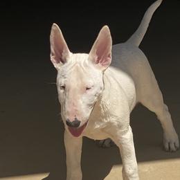 Bull Terriers from Weekley Bull Terriers