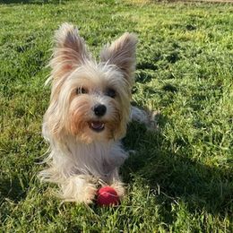 Yorkshire Terriers from Lisbeth's Yorkies