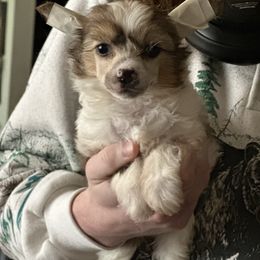 Z man - Black white and tan male Chinese Crested puppy in New Haven, West Virginia from EverCrest