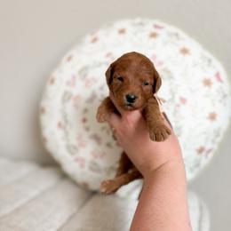 Cookie - Red  female Goldendoodle puppy in Billings, Montana from Montana Raised Doodles