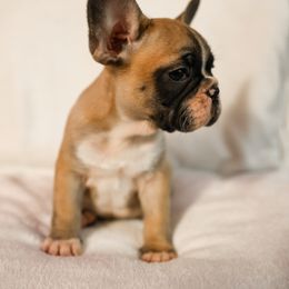 French Bulldog Puppies from For The Love of Frenchies