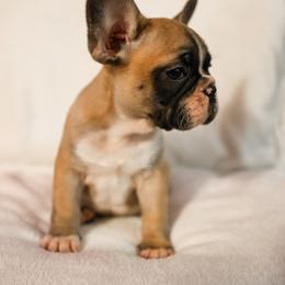 French Bulldog Puppies from For The Love of Frenchies