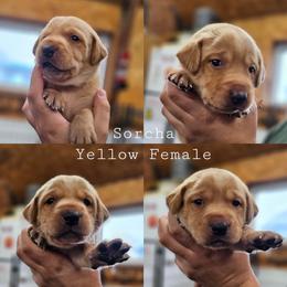Sorcha - Yellow Collar - Yellow female Labrador Retriever puppy in Boyd, Minnesota from Lindley Labradors