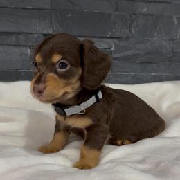 Theo - Chocolate and tan male Dachshund puppy in Goodyear, Arizona from AZ Royal Doxies llc