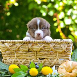 Australian Shepherd Puppies from CherryCove Aussies