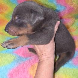Boy 1 - Blue and rust male Doberman Pinscher puppy in New River, Arizona from Desert Mountain Dobermans