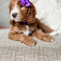 Goldendoodle Puppies from Glittering Grace Goldendoodles