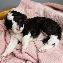 Pick Number 8 - Black and white female Sheepadoodle puppy in Spokane, Washington from Downriver Doodles