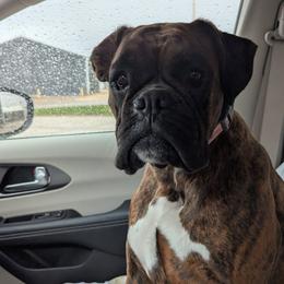 Izzy - Boxer